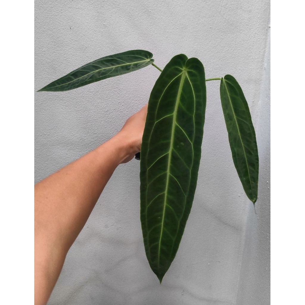 Anthurium warocqueanum (Queen) หน้าวัวควีน รากแข็งแรง เลี้ยงใต้แสลนอากาศปกติ( ส่งต้นตามรูป)