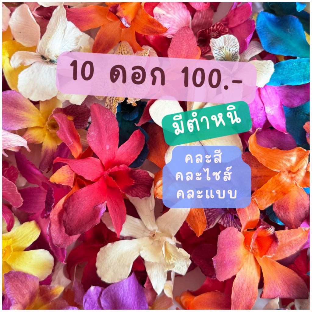 Prosco | DRIED FLOWER CLEARANCE ดอกไม้แห้งราคาพิเศษ คละสี คละไซส์ คละแบบ 10 ดอก 100.-