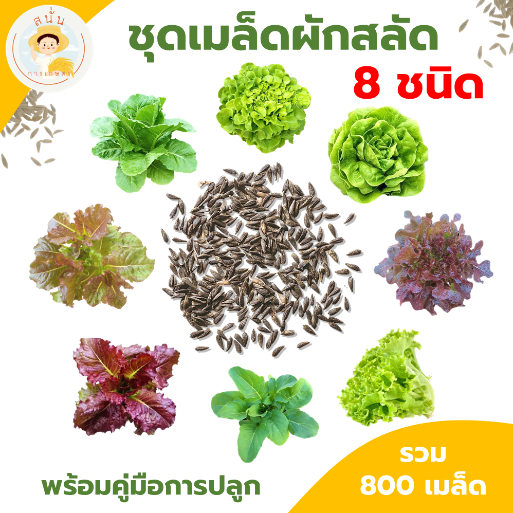 ชุดเมล็ดผักสลัด 8 ชนิด กรีนโอ๊ค เรดโอ๊ค บัตเตอร์เฮด เรดคอส กรีนคอส กรีนคอรัลฯ พร้อมคู่มือการปลูก