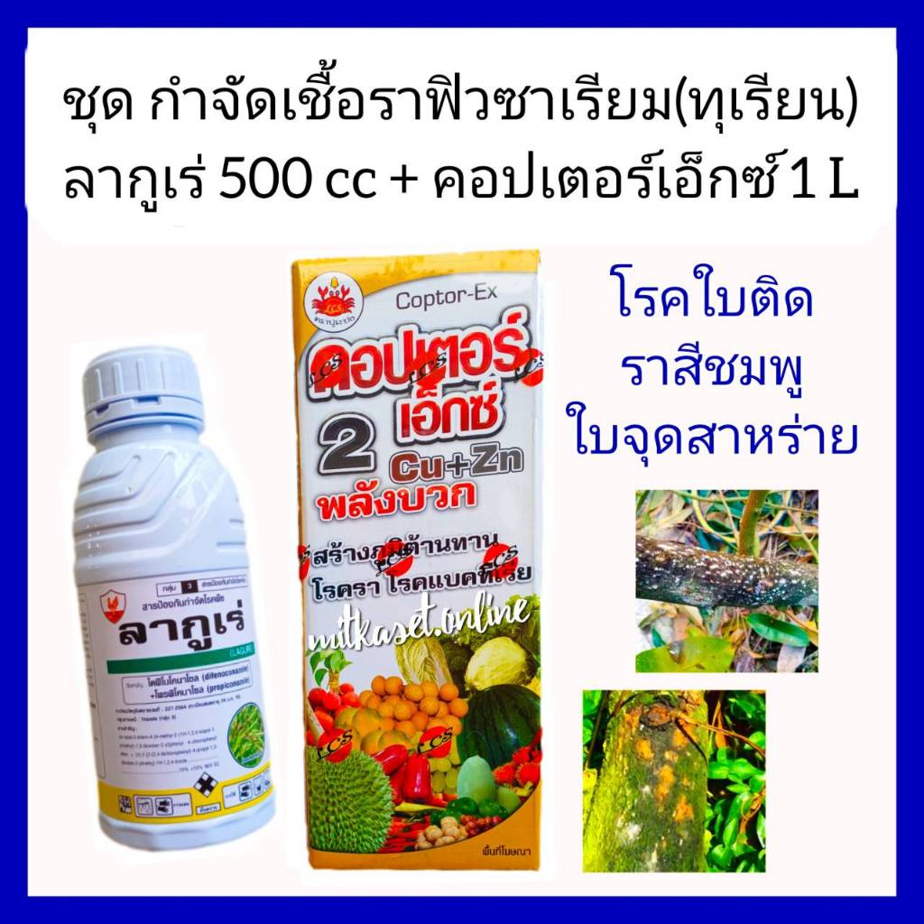 กำจัดเชื้อรา ยาราทุเรียน เชื้อราฟิวซาเรียม โรคกิ่งแห้งทุเรียน คอปเตอร์เอ็กซ์ คอปเปอร์น้ำขนาด1ลิตร+ลากูเร่ 500cc ราสีชมพู