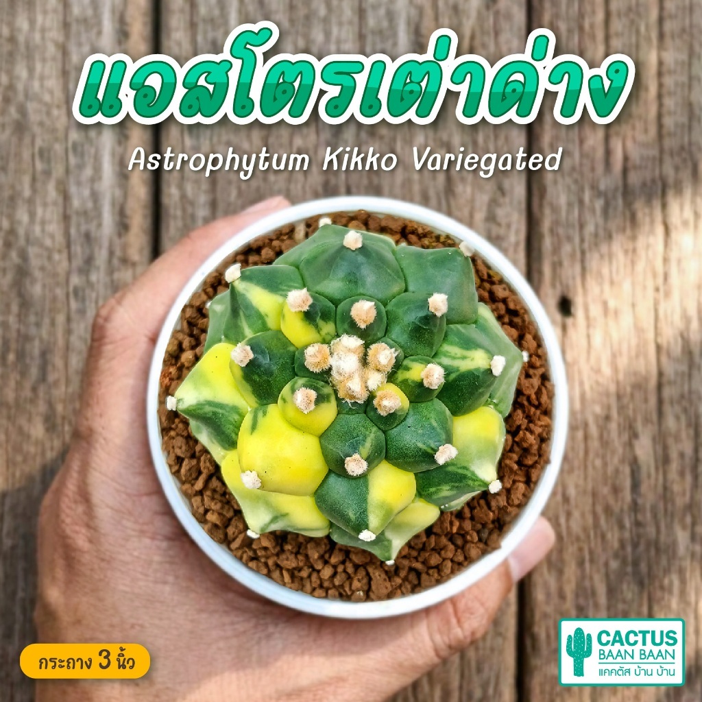 แอสโตรกิ๊กโกะด่าง แอสโตรเต่าด่าง (Astrophytum Kikko Variegated) ไม้เพาะเมล็ด Rare Item!!! จัดส่งทั้งกระถาง