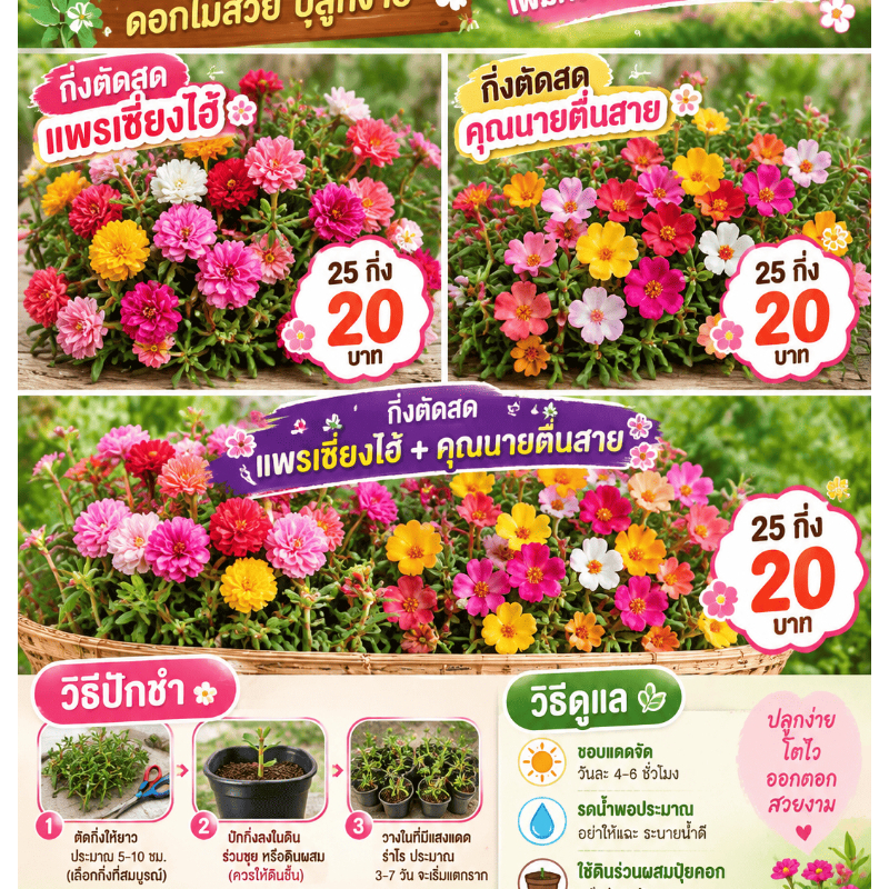 25กิ่ง(กิ่งละ10ซม.)​ 20บาท แพรเซียง​ไ​ฮ้ คุณนายตื่นสาย คุณนายแหวนเพชร ดอกถ้วยดอกซ้อน สีสวย รวมคละสี
