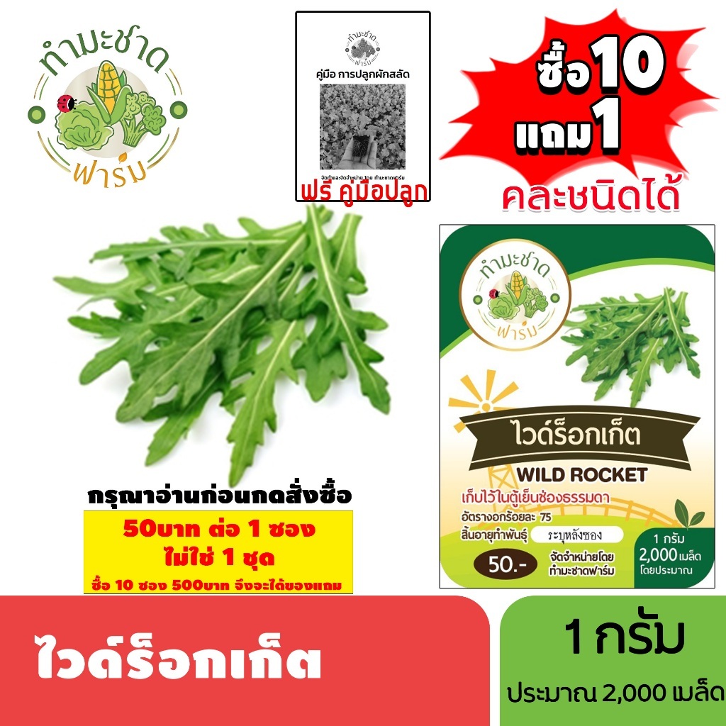 [1ซอง] ทำมะชาดฟาร์ม (ซื้อ10แถม1) เมล็ดพันธุ์ ไวด์ร็อกเก็ต  ขนาด1กรัม ประมาณ2,000เมล็ด WILD ROCKET ผักสลัด เมล็ดพันธุ์พืช