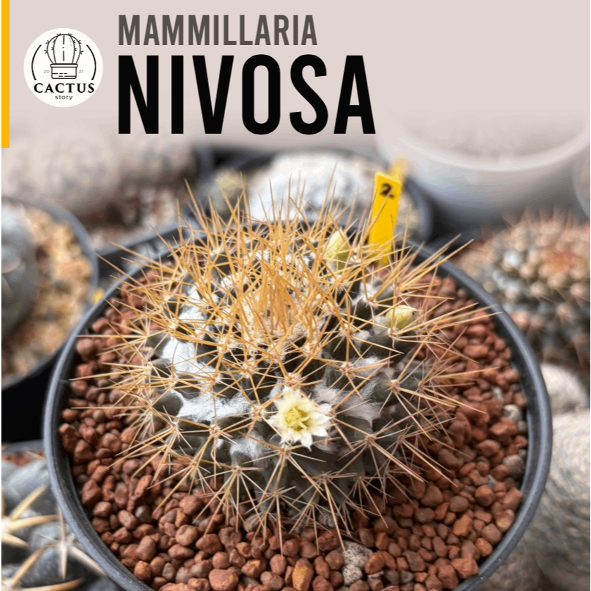 Mammillaria nivosa ไม้เมล็ด แมมนิโวซ่า กระถาง 4 นิ้ว