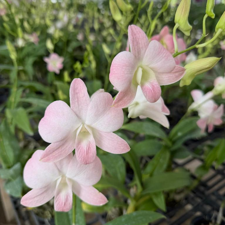 กล้วยไม้หวาย สีโอรส (ติดดอก)