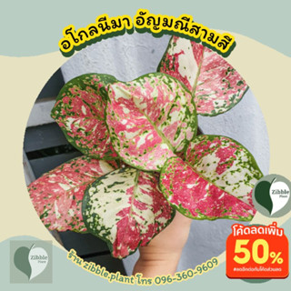 🇹🇭พร้อมส่ง อโกลนีมา อัญมณีสามสี Aglaonema sp. Tricolor Anyamanee