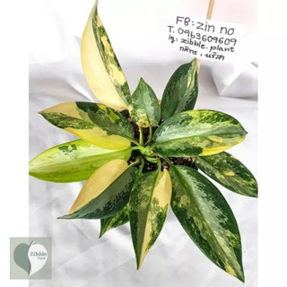 🇹🇭พร้อมส่ง อโกลนีมา "สุวรรณภูมิ" Aglaonema sp. "Suwannaphume" แก้วกาญจณา ไม้ด่าง ไม้สะสม สุวรรณภูมิด่าง zibble.plant