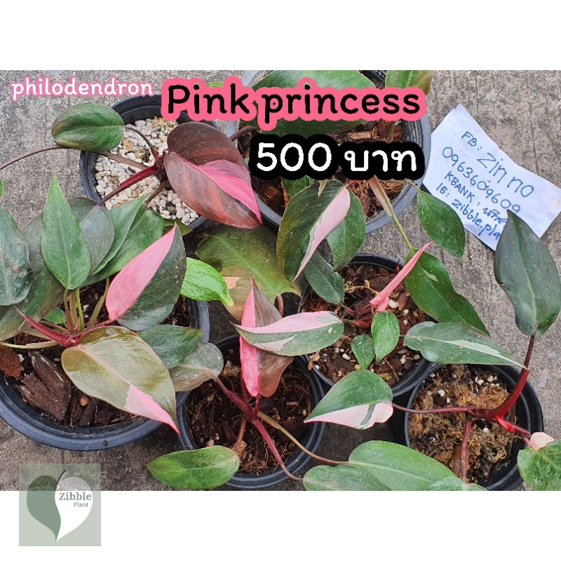 🇹🇭พร้อมส่ง philodendron pink princess💗 เจ้าหญิงสีชมพู ต้นไม้ฟอกอากาศ ฟิโลเดนดรอน zibble.plant