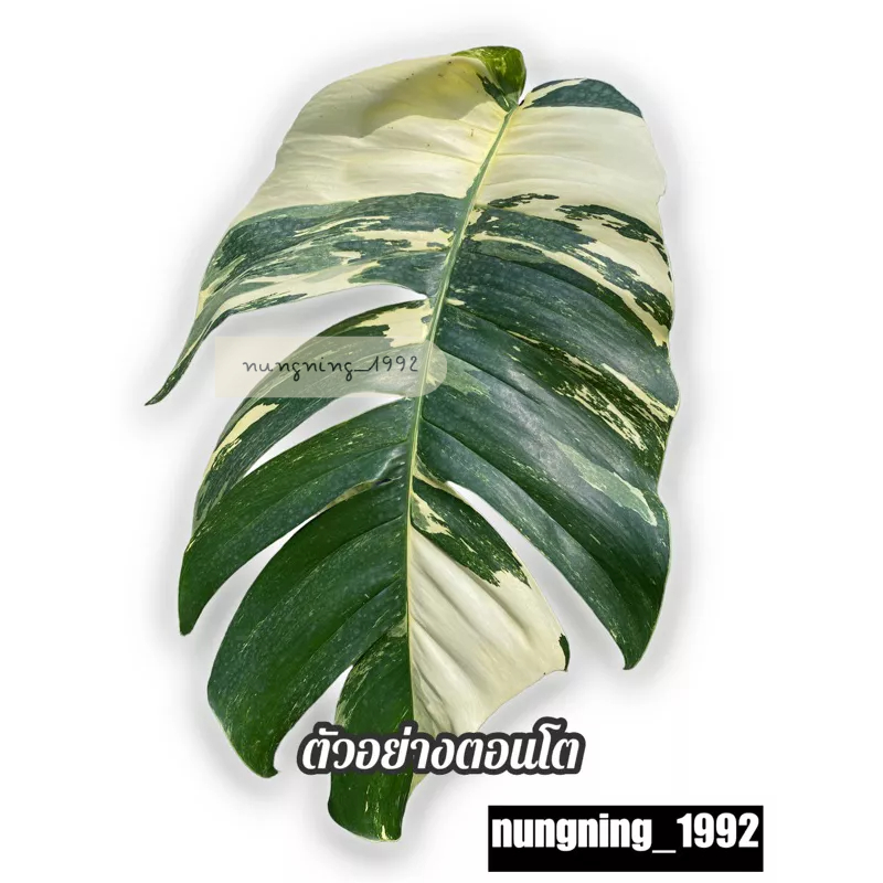 🍃 อิพิด่างขาว Epipremnum pinnatum variegated ตัดสด 🔺 ร้านเลือกต้นให้