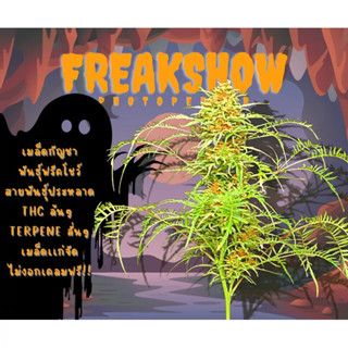 เมล็ดฟรีคโชว์,เมล็ดกัญชาเฟคโชว์ Freakshow กัญชาสายพันธุ์ประหลาด