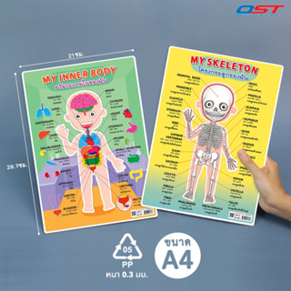 แผ่นความรู้พลาสติก ขนาด A4 (คำศัพท์อวัยวะภายในของฉัน , คำศัพท์โครงกระดูกของฉัน) หนา 0.3 มม.