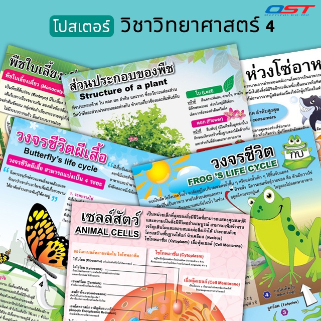 โปสเตอร์พลาสติก-กระดาษวิชาวิทยาศาสตร์ (เซลล์พืช-สัตว์ ห่วงโซ่อาหาร และวงจรชิวิต) ขนาด 50x70 ซม. มีหลากหลายแบบให้เลือก