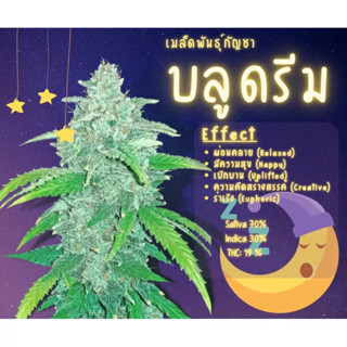 บลูดรีม เมล็ดพันธุ์กัญชาบลูดรีม Blue dream