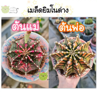 เมล็ดยิมโนด่างชมพู x  ด่างเหลือง  99-฿