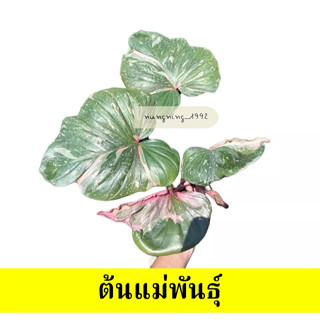 🍃 เสน่ห์จันทร์ประกายดาวด่างชมพู Homalomena Rubescens Variegated ด่างทุกต้น ไม่ต้องลุ้น