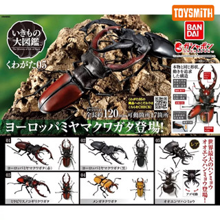 [สินค้าพร้อมส่ง] กาชาปองด้วง Gashapon Bandai Kuwagata Stag Beetle Action Vol.05 ตัวลับอ้วนสั้น แท้💯พร้อมส่ง