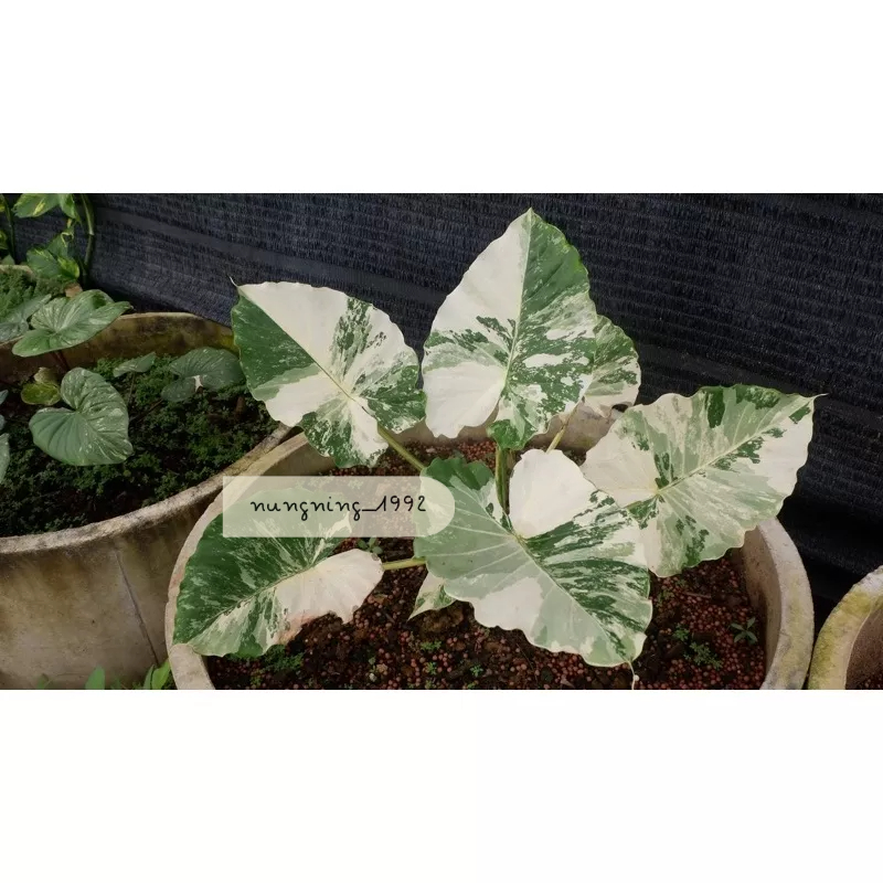 🍃 หูช้างด่างขาว Alocasia Gageana Albo Variegated