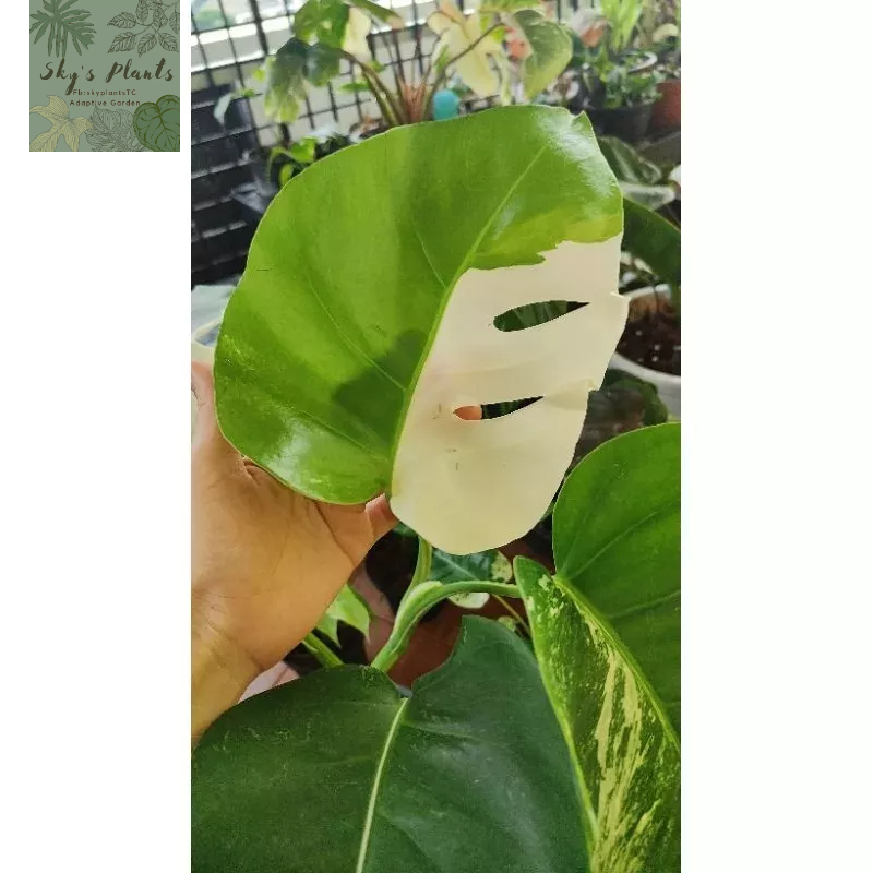 มอนสเตอร่า อัลโบ้ Monstera Borsigiana Albo