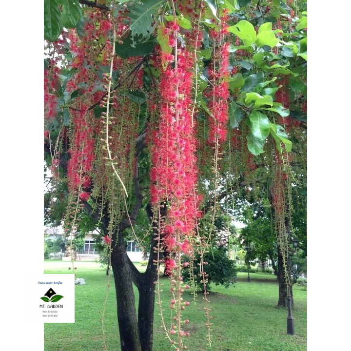 ต้นจิกน้ำ ขนาดต้น 80ซม.