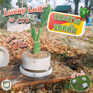 กระถางแคคตัส 7นิ้ว กระถางกระบองเพชร ทรงกระบอก แบบเตี้ย  มินิมอล&amp;ลอฟท์ "Lucky Loft™ C73"