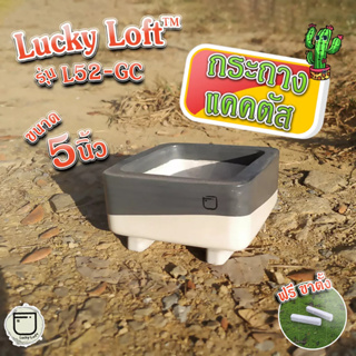 กระถางแคคตัส 5นิ้ว กระถางกระบองเพชร ไม้อวบน้ำ ทรงเหลี่ยม ลัคกี้ลอฟท์ มินิมอล&amp;ลอฟท์ "Lucky Loft™ L52-GC"