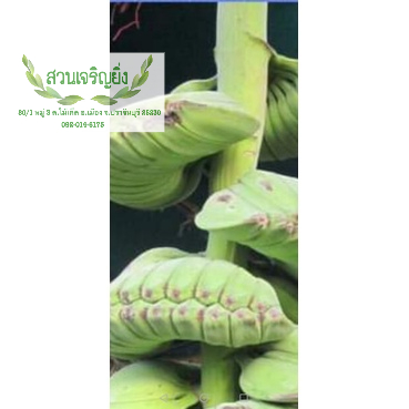 กล้วย​เทพ​พนม.......หน่อกล้วยเทพพนม