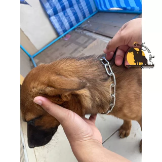 ปลอกคอหมา ปลอกคอโซ่ สุนัข ขนาด 4 มิล สแตนเลสไม่เป็นสนิม ใช้งานได้อเนกประสงค์