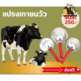 🐂แปรงเกาวัว แปรงขนขูดเห็บ ทำให้คุ้นจับง่ายขึ้น🐂