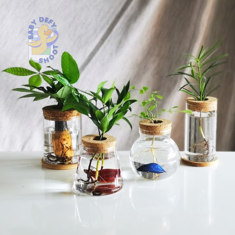 <พร้อมส่ง> แจกันขวดแก้ว จุกไม้ก็อก Glass Vase (Cork Cover) แจกันตั้งโต๊ะ 25แบบ แจกัน ประดับ ขวดโหล โหลแก้ว แต่งบ้าน