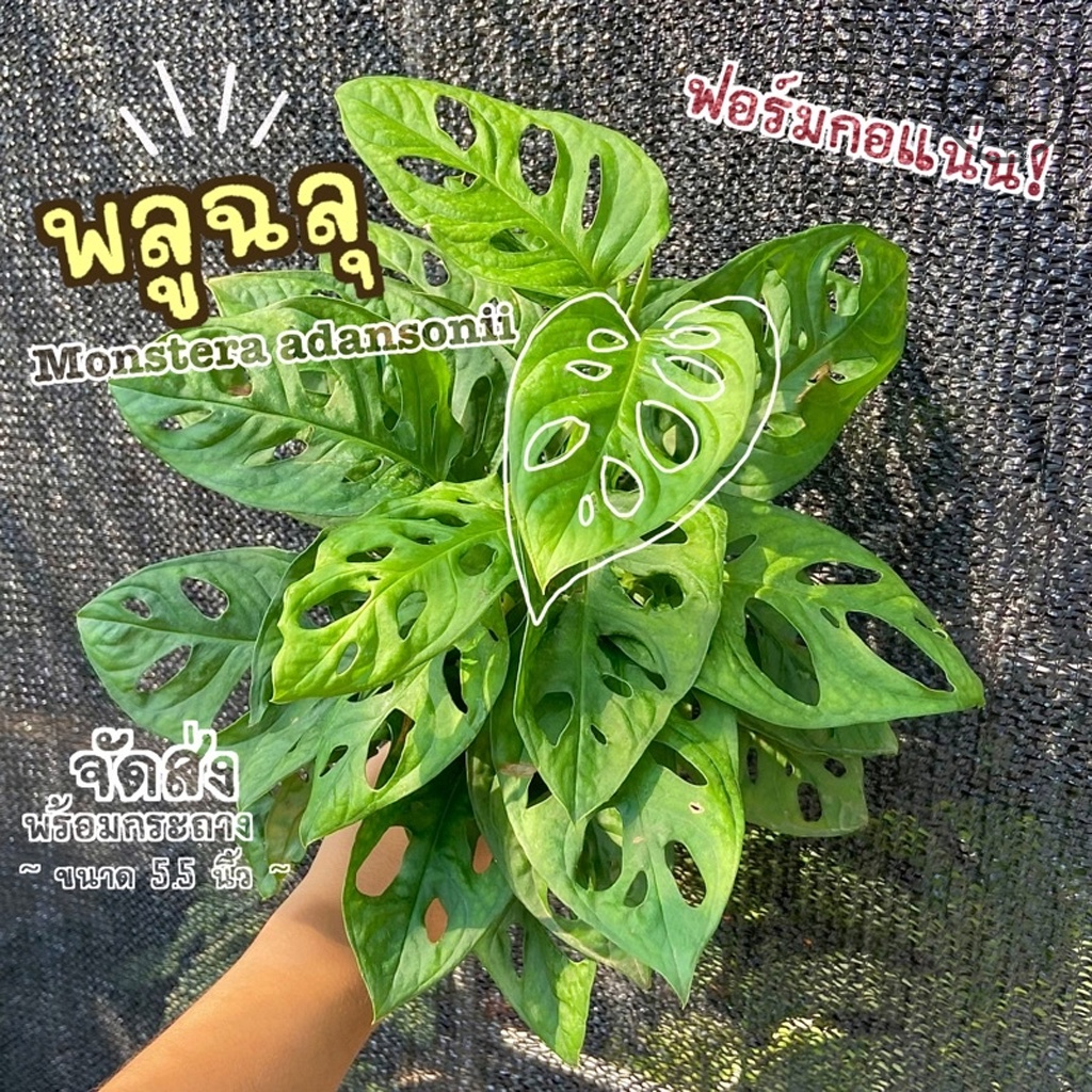 🎉เหลือ 33.- กรอกโค้ดDET50FEB ] ต้นพลูฉลุ ( Monstera adansonii ) พลูฉลุ ฟอร์มกอแน่น! สวย ต้นไม้มงคล ต้นไม้ฟอกอากาศ