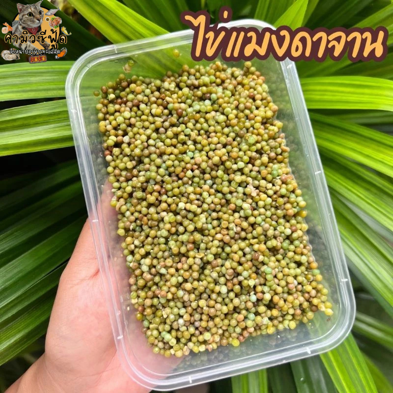 ไข่แมงดาแบ่งขาย จาน200กรัม 500กรัม และ1กิโลกรัมสดสะอาดปลอดภัย