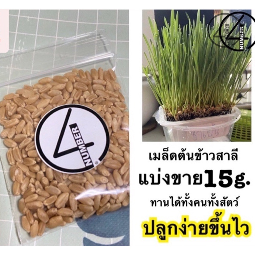 เหลือ 2.- กรอกโค้ดDET50FEB ] เมล็ดต้นข้าวสาลีแมว แบ่งขาย 5บาท/15g. สำหรับปลูก