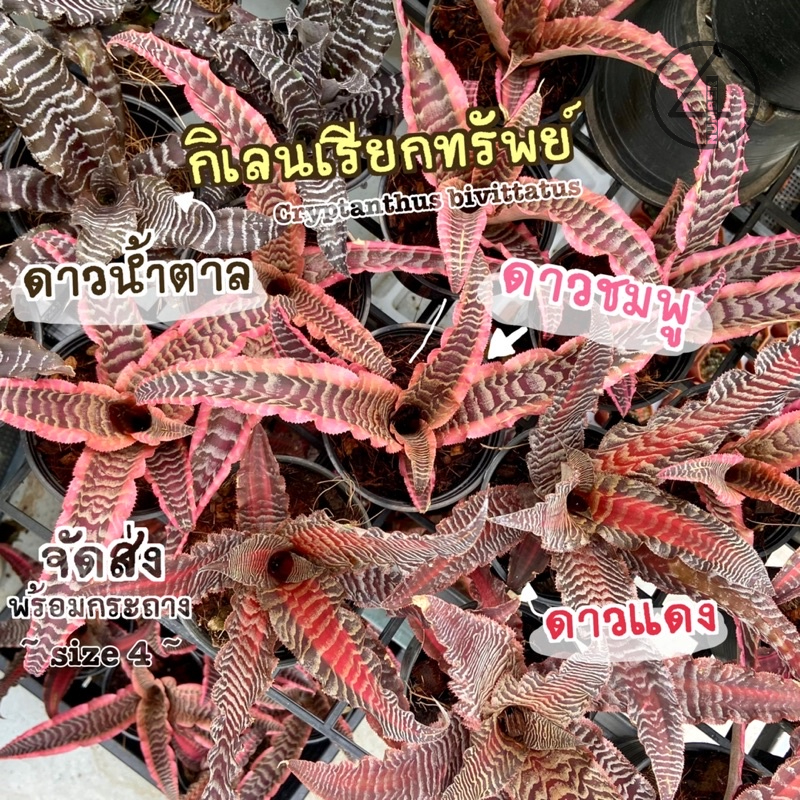 (สับปะรดสีกิเลน / กิเลนเรียกทรัพย์) ดาวน้ำตาล ดาวชมพู ดาวแดง Cryptanthus bivittatus  ต้นไม้มงคล ต้นไ