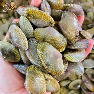 หอยลายพร้อมผัด มี2แบบ ไซส์เล็ก90/120 และพร้อมเครื่องผัด 1000…