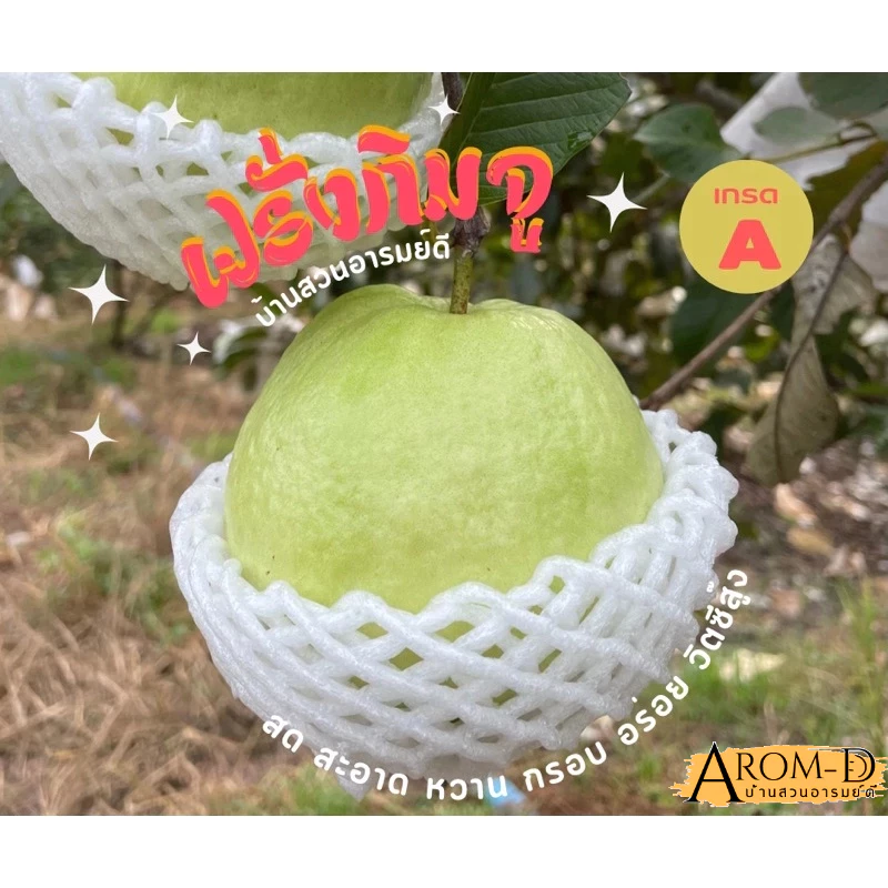 ฝรั่งกิมจู เกรด A/B 1 kg (ส่งไว) มีใบรับรองมาตรฐาน สด สะอาด หวาน กรอบ อร่อย ตัดสดใหม่จากสวนทุกวัน