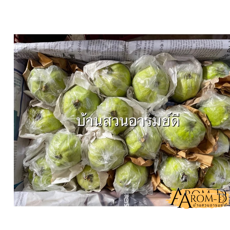ฝรั่งกิมจู เกรด B 10 kg (ส่งไว) สด สะอาด หวาน กรอบ อร่อย แคลน้อย สุขภาพดี วิตามิน C สูงงงง