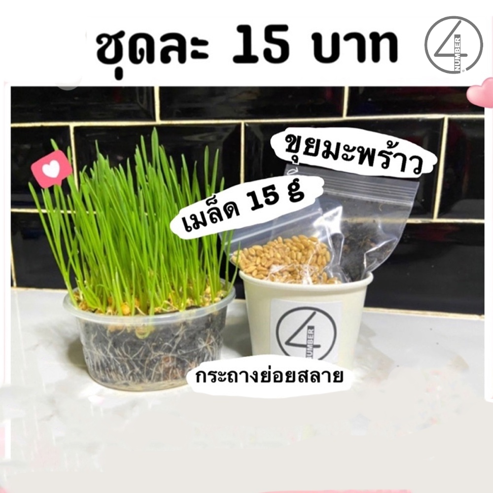 🎉เหลือ 6.- กรอกโค้ดDET50FEB ] ชุดปลูกต้นข้าวสาลี (เมล็ด15g + ขุยมะพร้าว+ กระถางย่อยสลายได้)