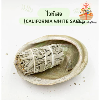 White Sage (มัดเล็ก) แคลิฟอร์เนีย ไวท์เสจ ใบไวท์เสจ (California White Sage) ใบจากต้นเสจ (พร้อมส่ง จากไทย)