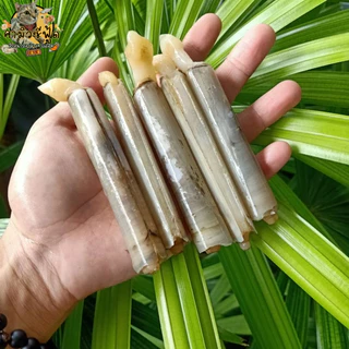 หอยหลอดแพ็คล่ะ 5กิโลกรัม ไซส์ 8-12cm. แพ็จเกจใหม่