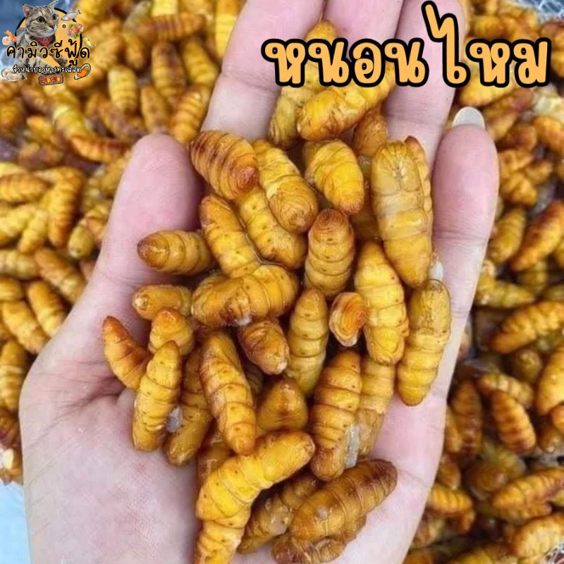 หนอนไหม สดสะอาด อร่อย แพ็คล่ะ500กรัม