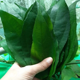 ใบรางจืดสด Organic100% 100g.ปลูกอินทรีย์ Best seller