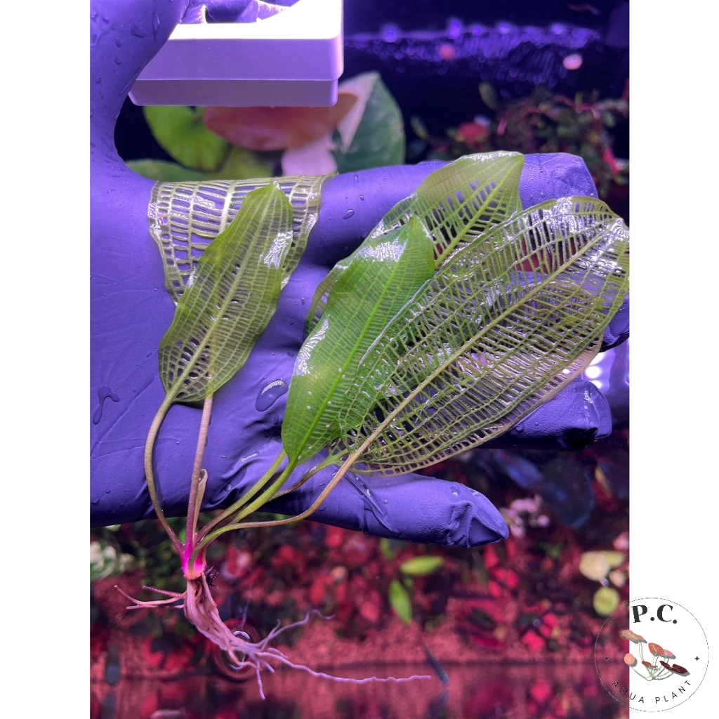 ใบตาข่าย Aponogeton madagascariensis Var.henkelinus (Very Very Rare) ตัวใบกลม อ้วนเตี้ย หายากมากอีกต