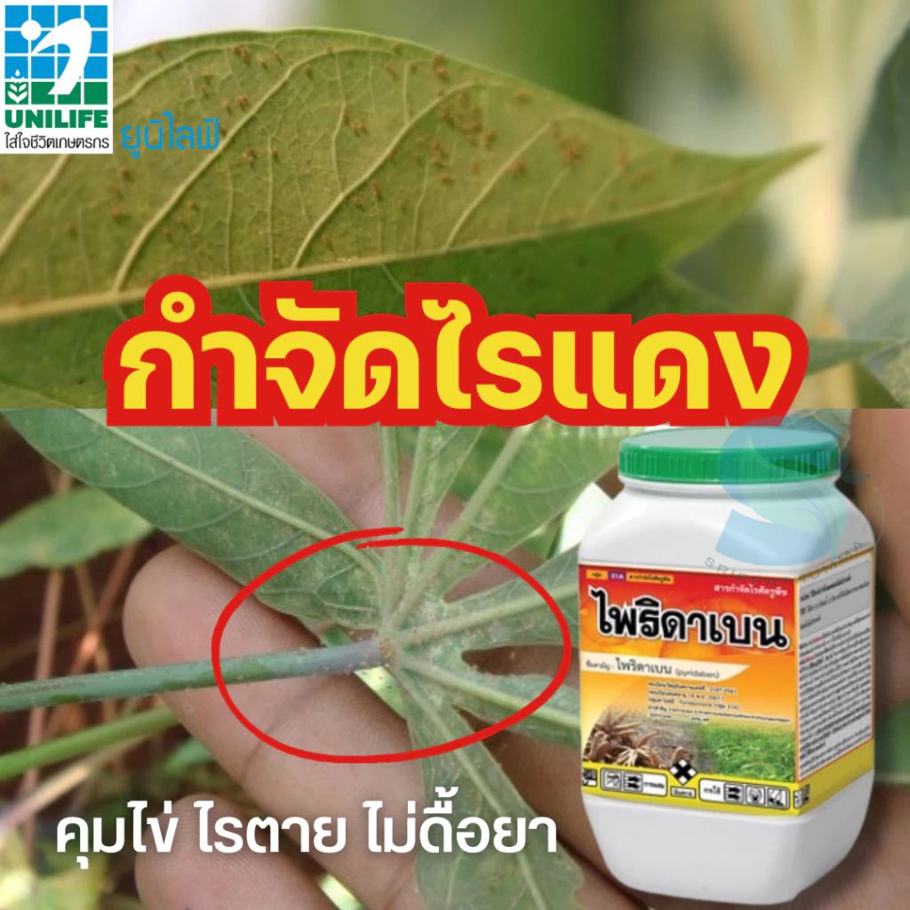 ไพริดาเบน500g กำจัดไรได้ทุกระยะการเจริญเติบโต โดยเฉพาะไข่ และตัวอ่อน ออกฤทธิ์เร็ว คุมได้นาน 2-3 สัปดาห์ ไม่ดื้อยา