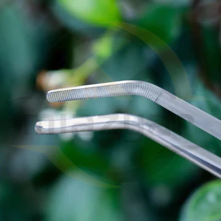 😍COD😍Long Forcep ปากคีบยาว ฟอเซปใหญ่ ฟอร์เซปยาว คีบกระถาง ด้ามตรง สแตนเลส ขนาดยาว 30 cm