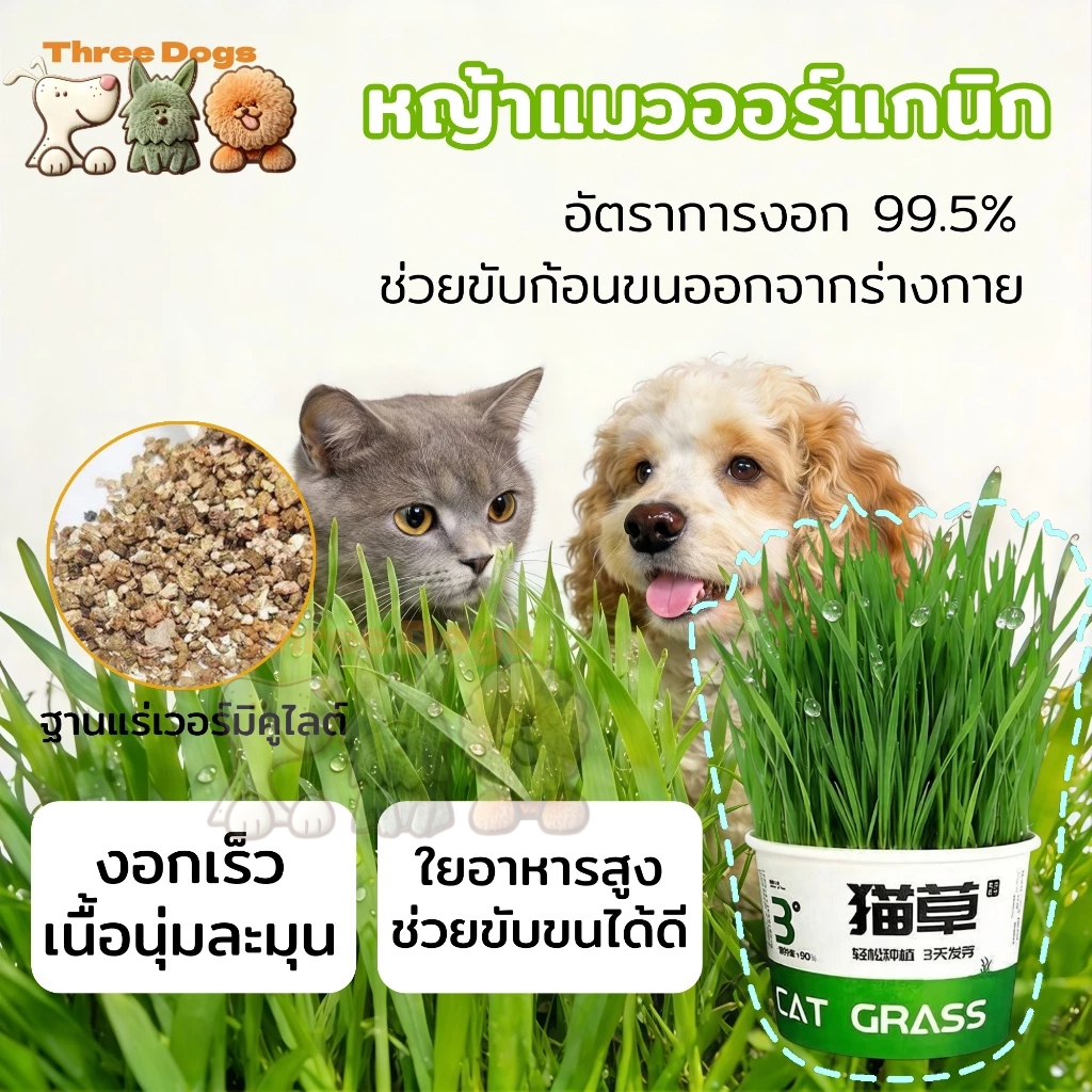 ThreeDogs PET ต้นข้าวสาลีออร์แกนิก อัตรางอกสูง ปลูกง่ายไม่ใช้ดิน กระถางหญ้าแมวสำหรับมือใหม่