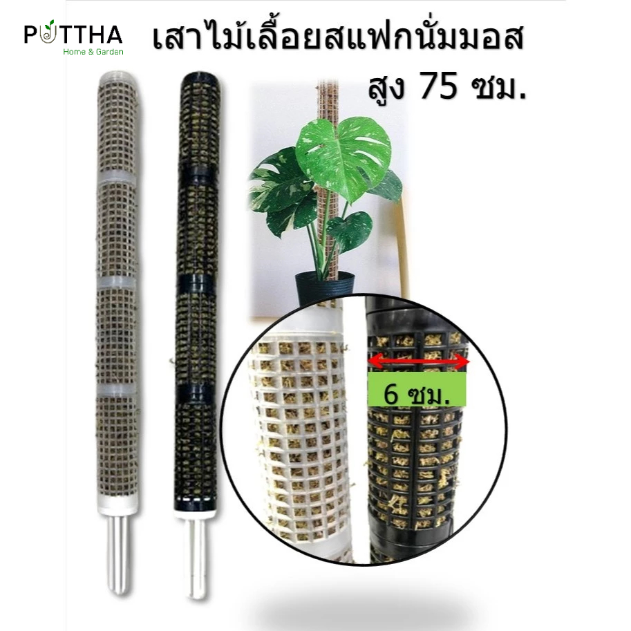 เสาไม้เลื้อยสแฟกนั่มมอส เสาหลัก ความสูง 75 ซม. กว้าง6 ซม.