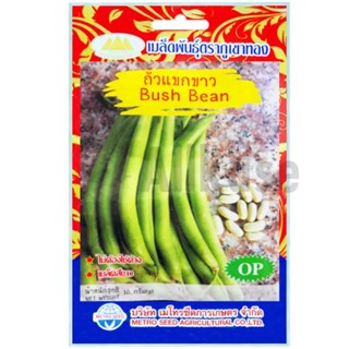 เมล็ดพันธุ์ ถั่วแขกขาว ภูเขาทอง