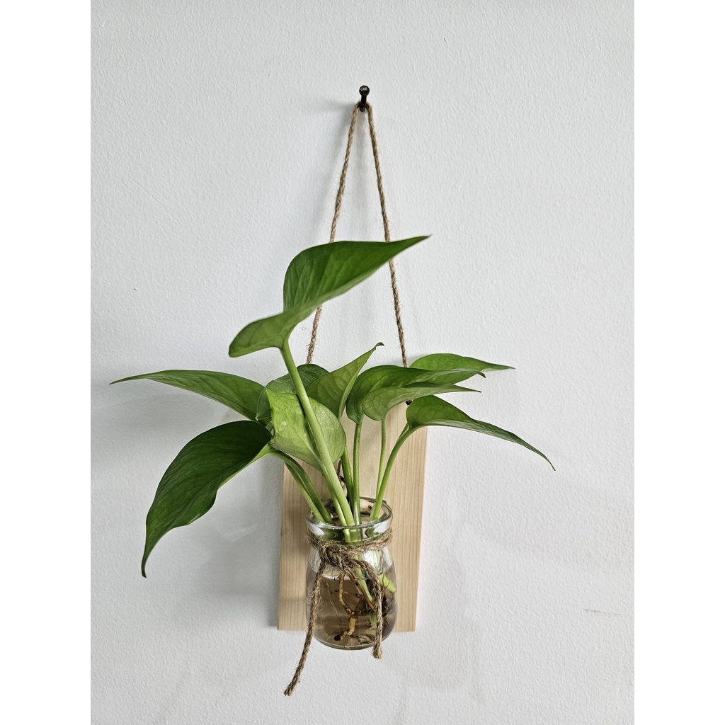 WALL-MOUNTED WOODEN FRAME พร้อมแก้ว JAR - ROOM DECOR - ปลูกพืชแก้ว - ขนาด 10*17
