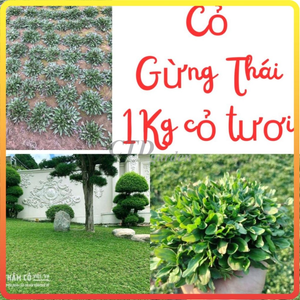 หญ้าขิงไทย - หญ้าสด จําหน่ายโดย Kg หญ้าปลูกง่ายที่สามารถแยกได้ (จัดส่งเฉพาะในภาค North + North Centr