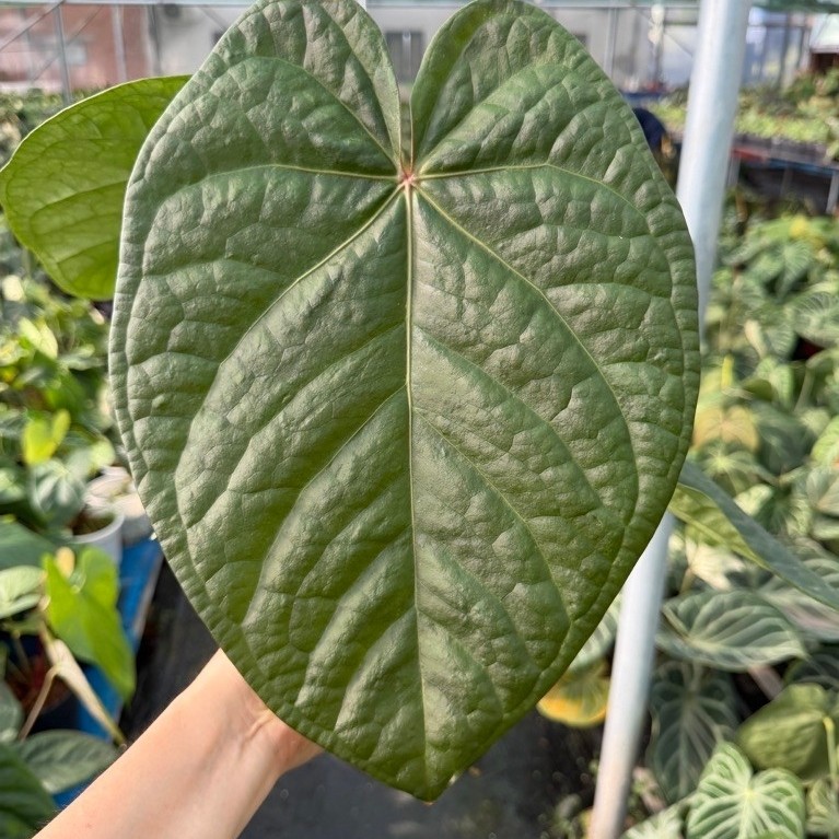 สุขภาพดีและสวยงาม หน้าวัว Luxurian dark hydrox pot ได้ถึงขนาด 20-25cm